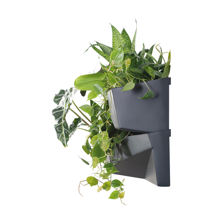 Grădină verticală Prosperplast Cascade Garden Wall IO3W800-S433