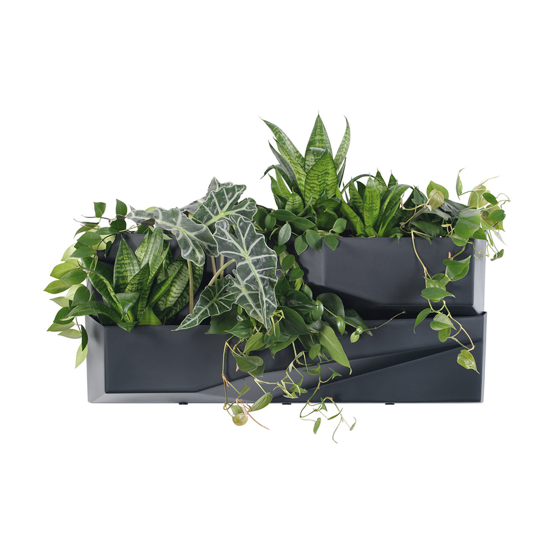 Grădină verticală Prosperplast Cascade Garden Wall IO3W800-S433