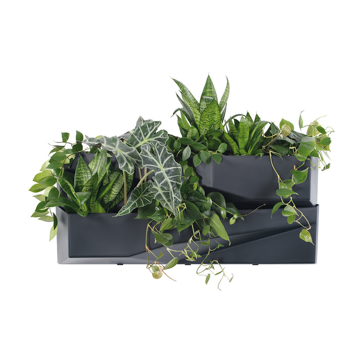 Grădină verticală Prosperplast Cascade Garden Wall IO3W800-S433