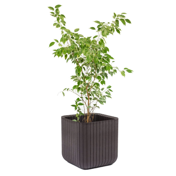 Ghiveci Keter rezistent la daune și factori atmosferici dăunători Plantator pentru lemn cub L antracit
