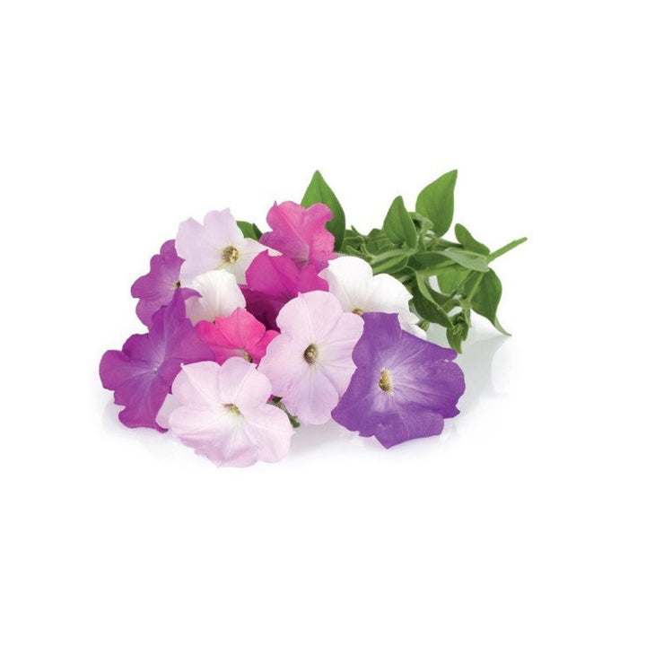 Capsulă de substrat pentru semințe de plante pentru interior Click & Grow - Smart Garden - Set de 3 Petunia