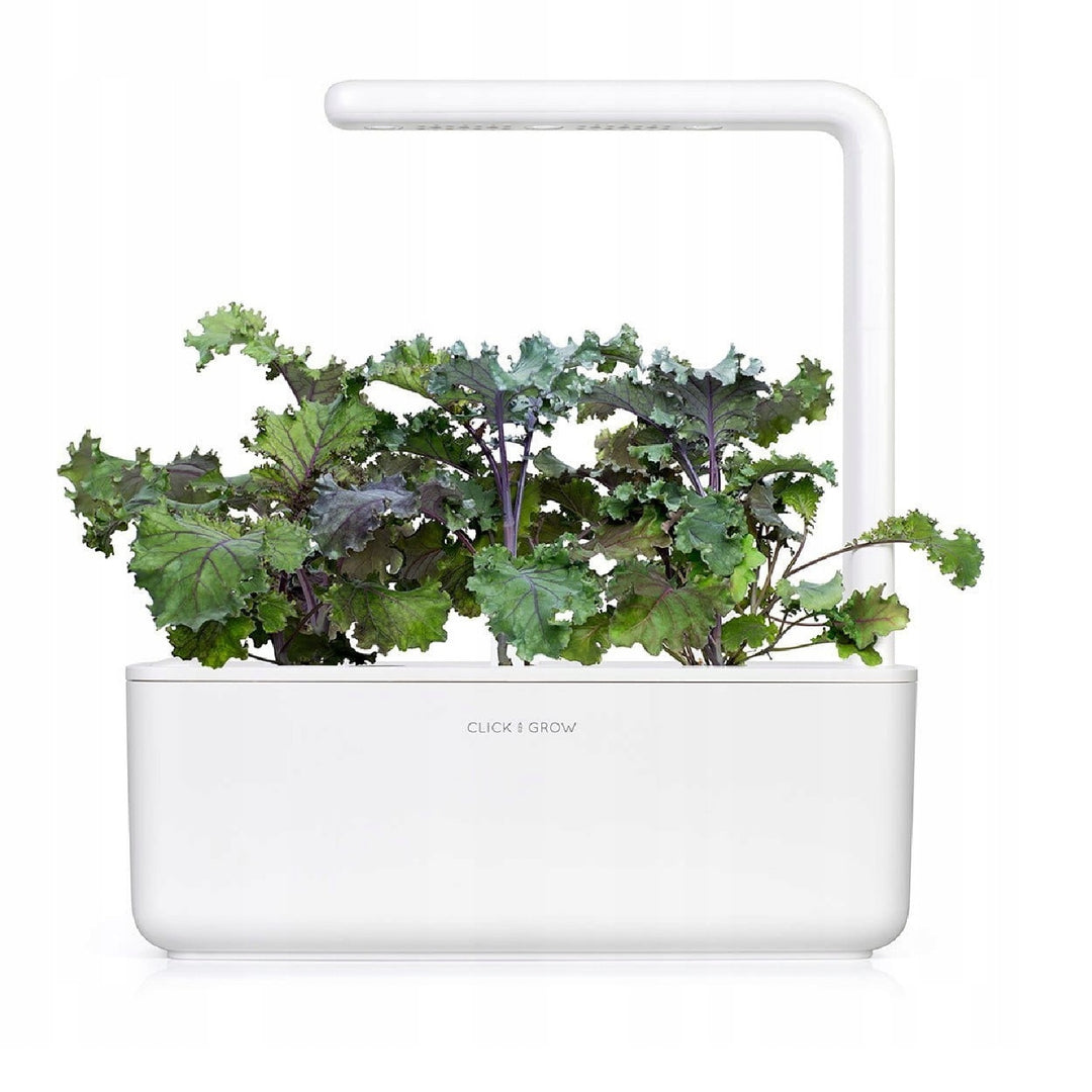 Semințe de plante Substrat Capsulă pentru interior Click & Grow - Smart Garden - Set de 3 varză roșie