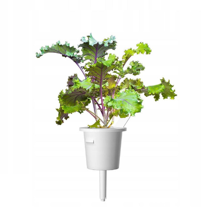 Semințe de plante Substrat Capsulă pentru interior Click & Grow - Smart Garden - Set de 3 varză roșie